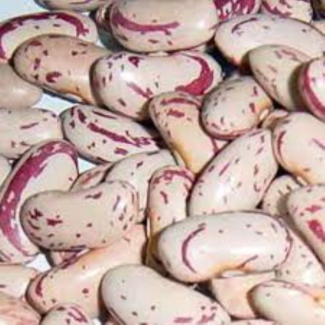 Pinto Beans