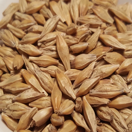 Barley Seeds