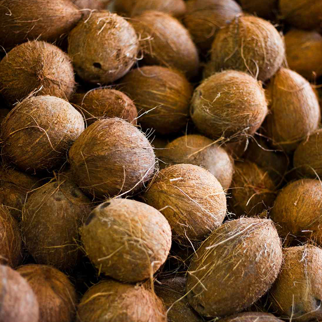 Coconut