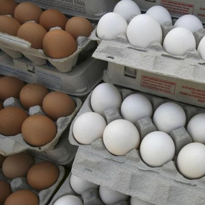 Farm Fresh White and Brown Chicken Eggs for sale