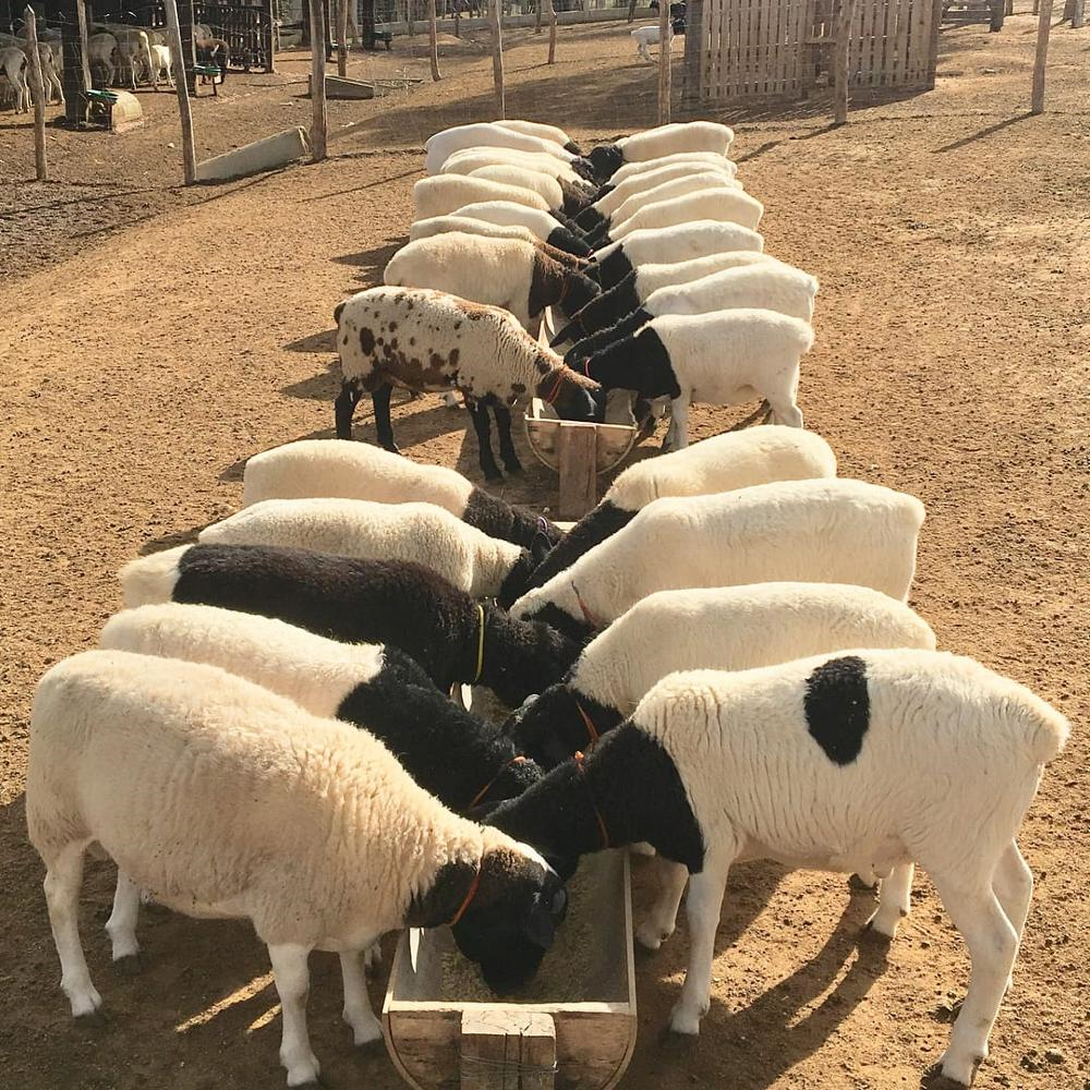 100% Full Blood Dorper Sheep For Good Price