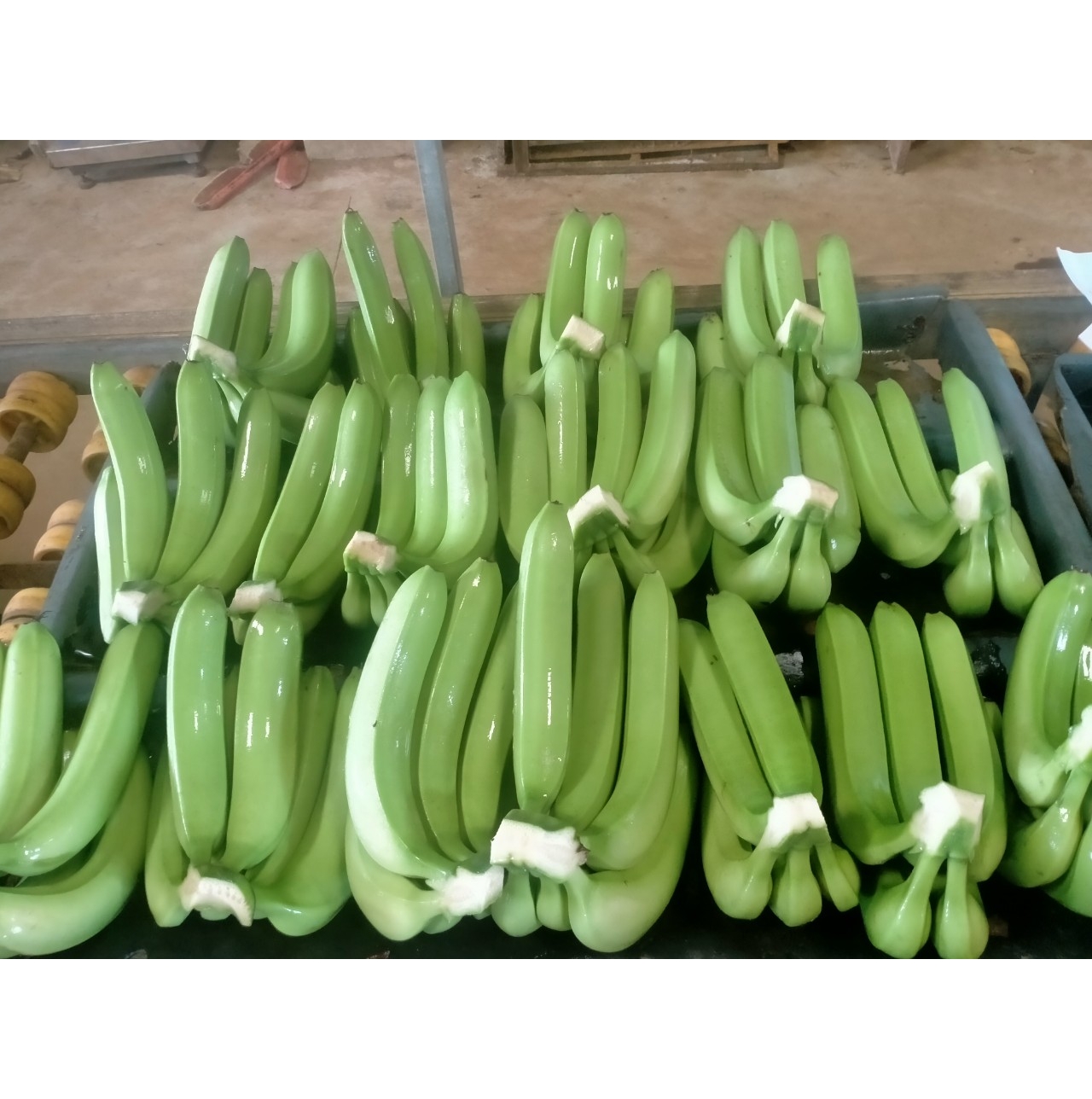 Оптовая продажа, Cavendish Banana - 100% органический свежий банан из Вьетнама, экспорт фруктов, оптовая продажа, новейший урожай, натуральный сладкий вкус