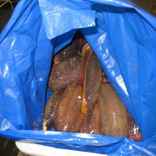Fresh Frozen / Dried Sea Cucumber Available For Export!