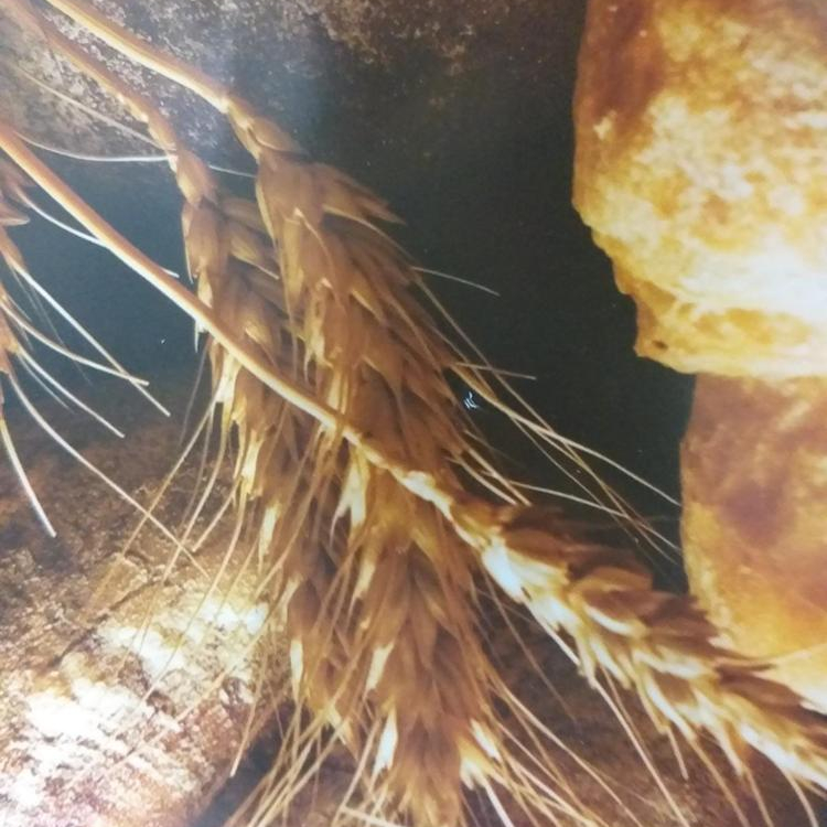 Pelik&Kano Village Bread Improver