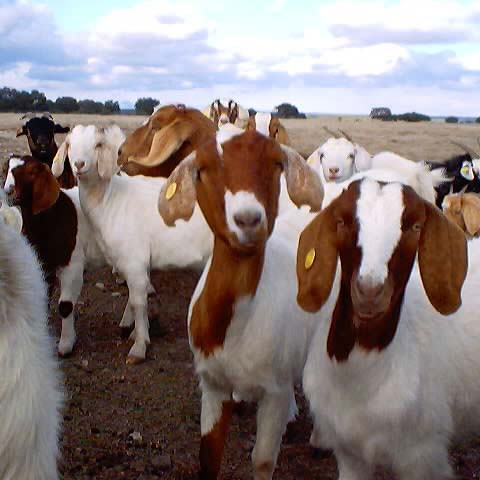 BOER GOAT