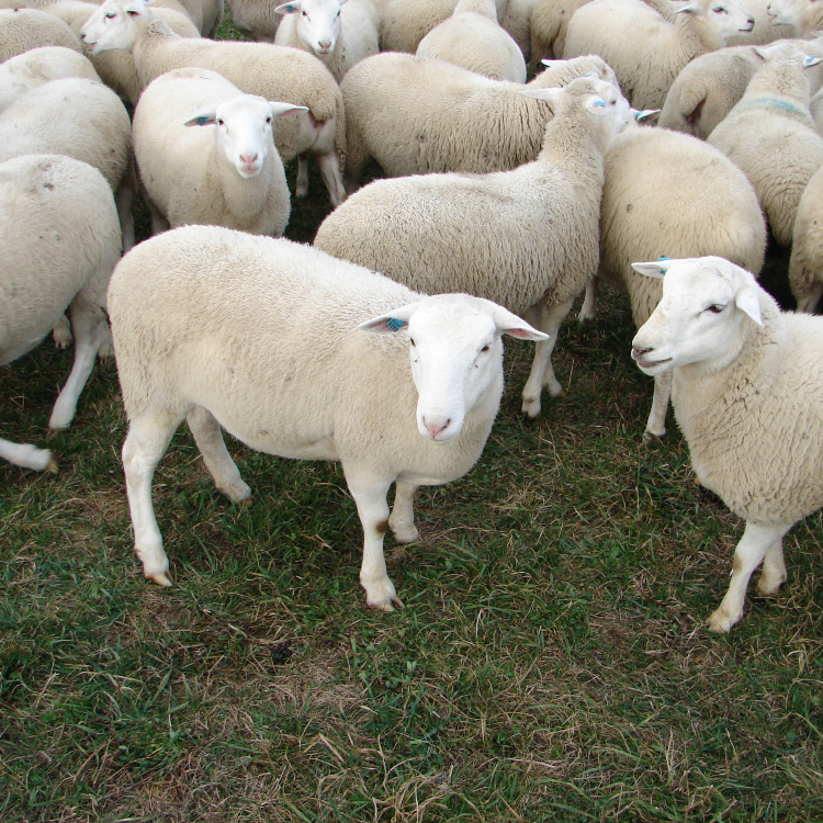 Awassi Sheep /Live and Healthy Fat Tail Awassi Sheep for sale