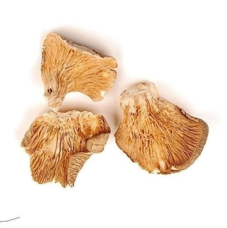 Mushrooms : fine cuisine italian Porcini Mashrooms edible dried