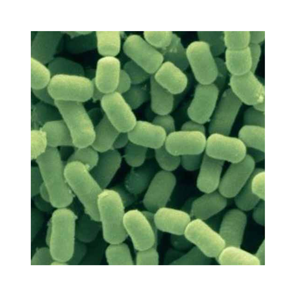 OEM поставка пробиотиков, высококачественные пробиотики Lactobacillus Fermentum-Zealmax Biopharma