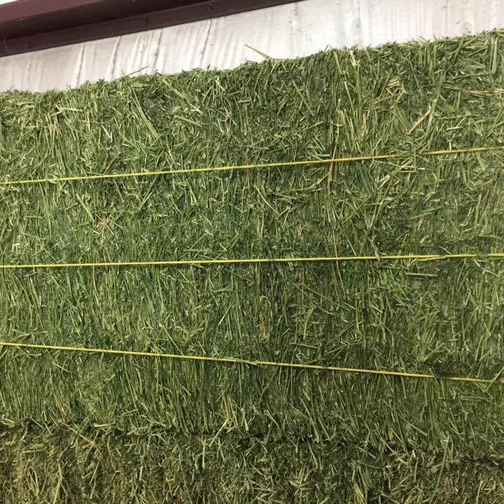 ALFALFA HAY WITH HIGH PROTIEN FOR ANIMAL FEEDING FEED