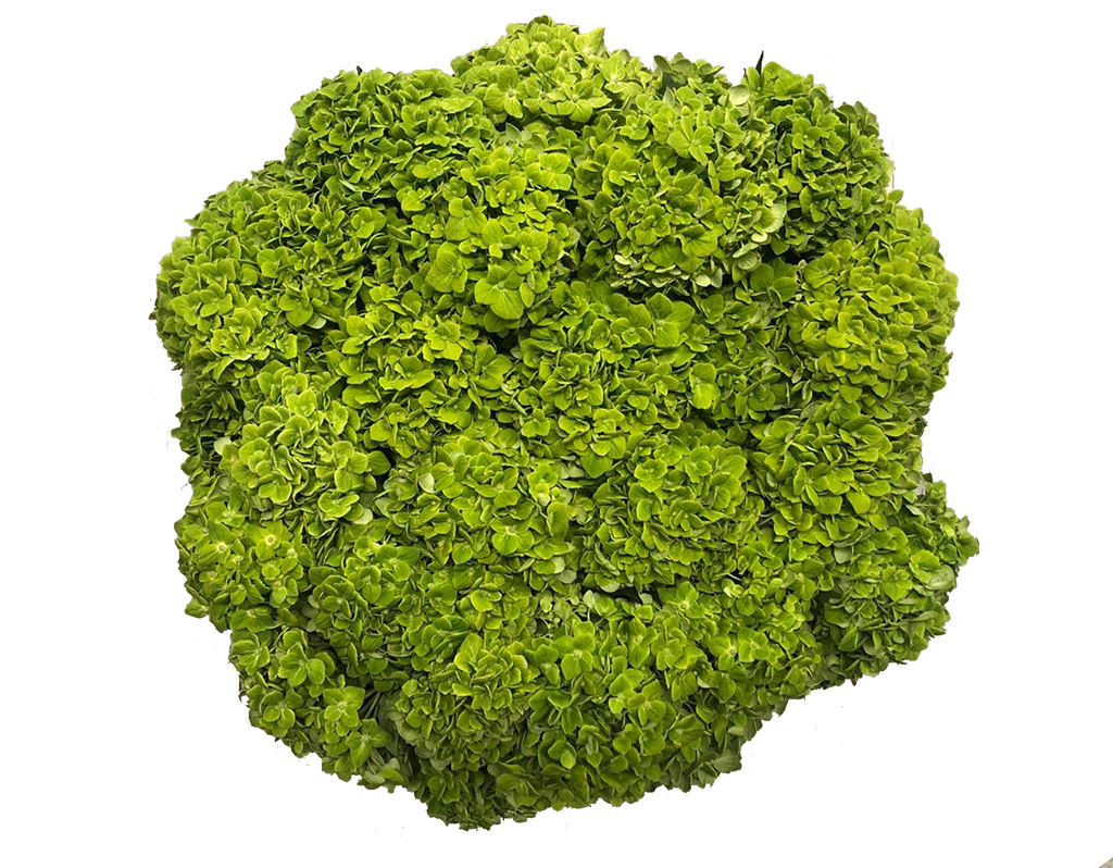 Hydrangea Green box For US only