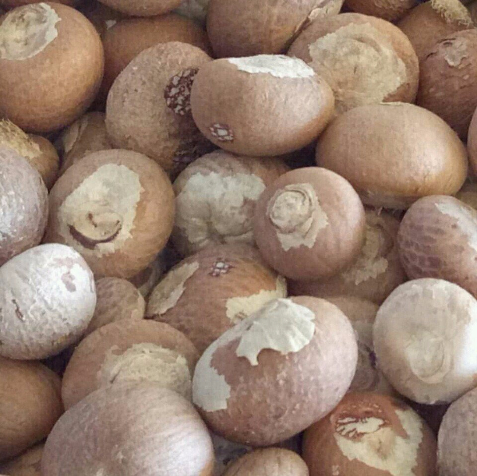 Орехи BETEL/ломтики орехов BETEL/Цельные/разделенные/WHATSAPP: + 84 902804571