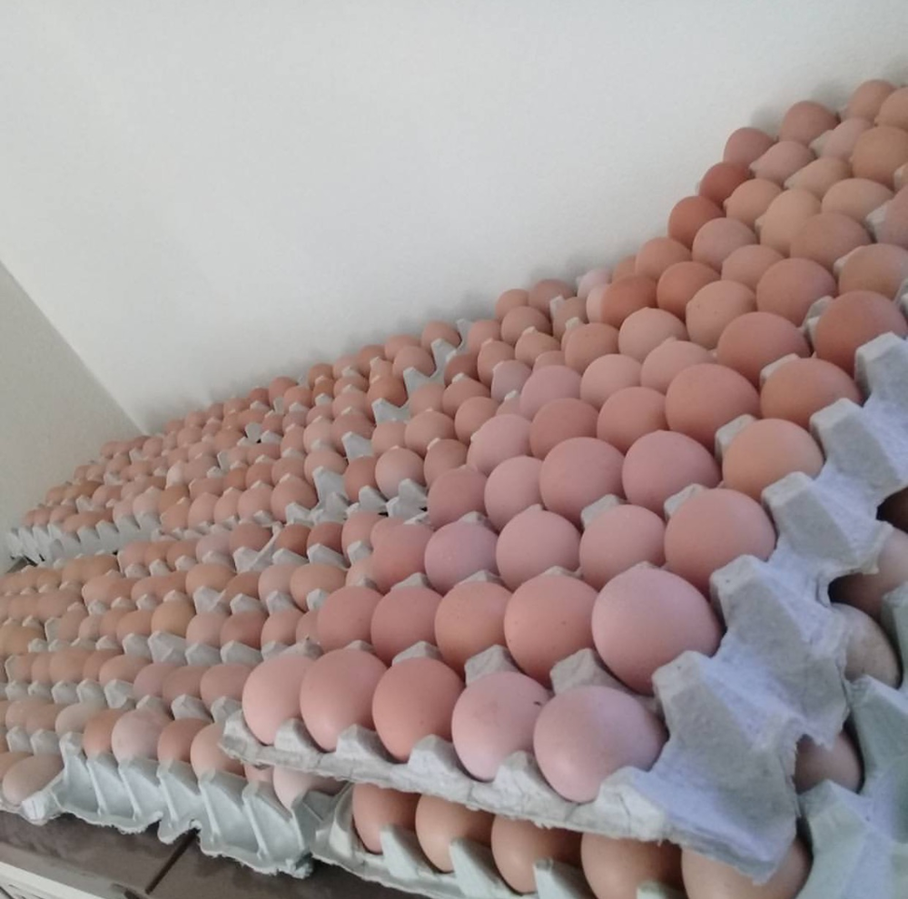 Wholesale Fresh Brown Table Eggs Chicken Eggs.
