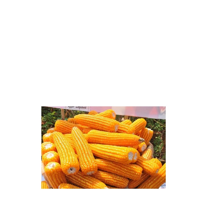 Желтая Кукуруза/сушеная желтая кукуруза на продажу.