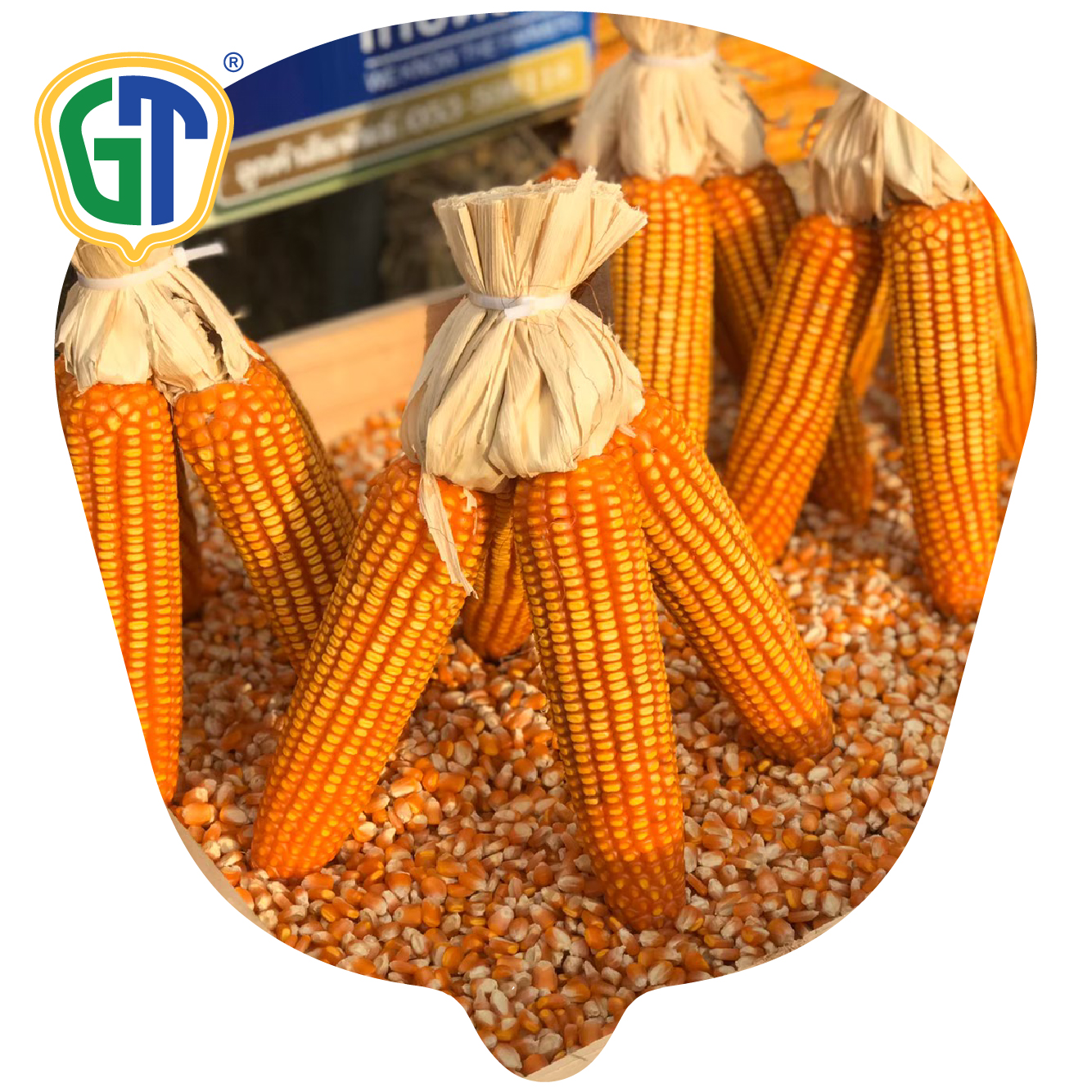 Agricultural Thailand Sweet Deep Orange Red Hybrid Corn Seeds GT822 With Top Grade Quality