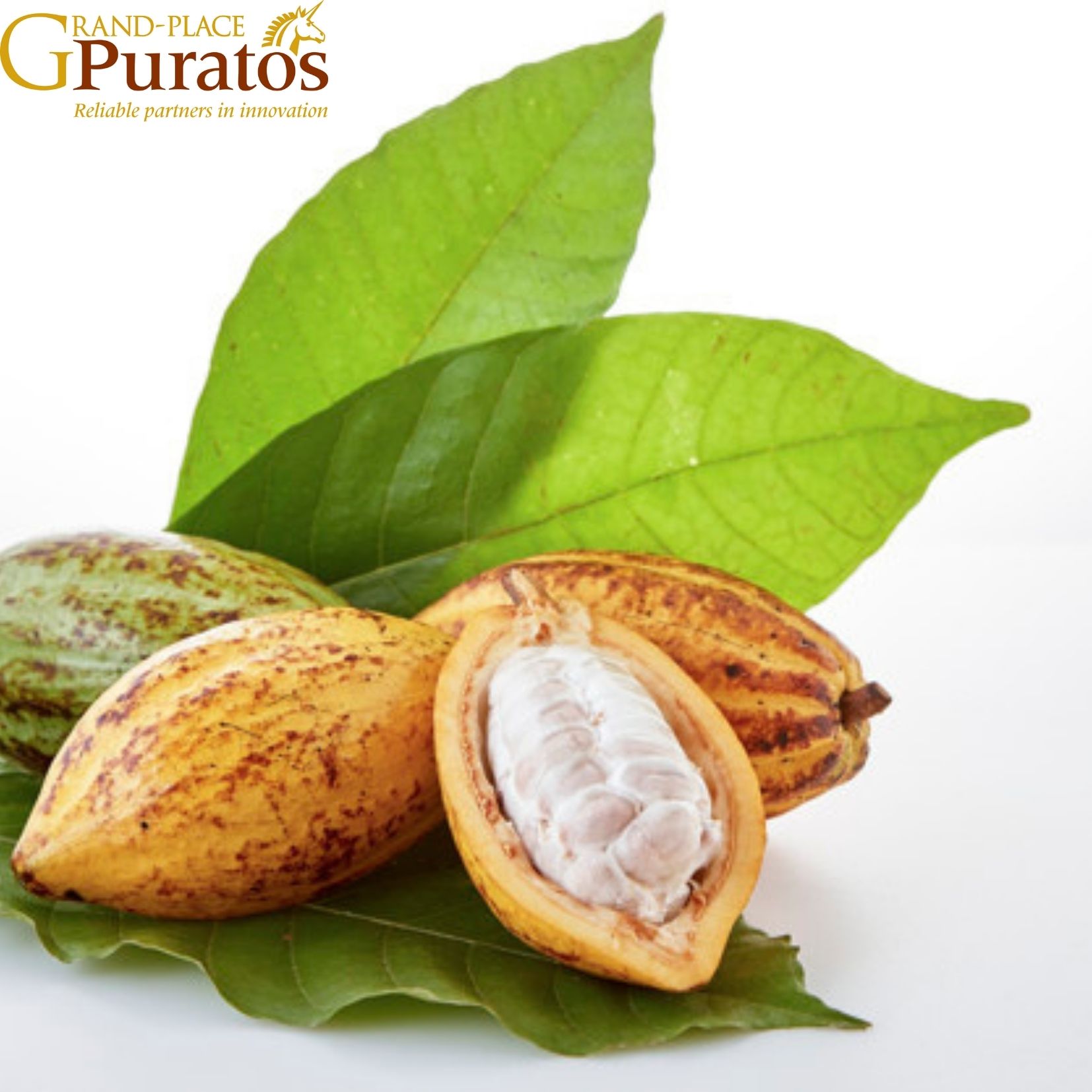 Trinitario сорт бария какао бобы-CacaoTrace стандарты