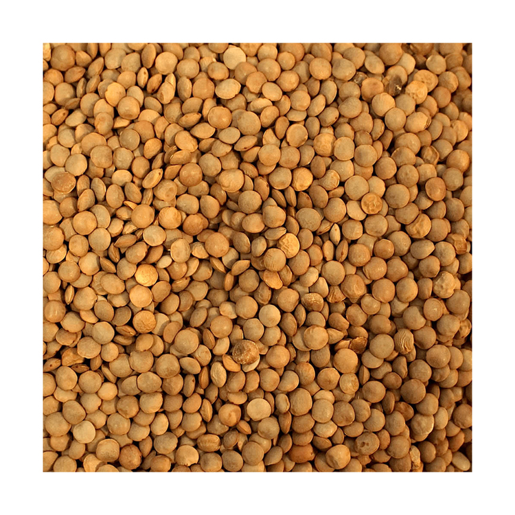 Top quality red and green lentils wholesale, red lentils