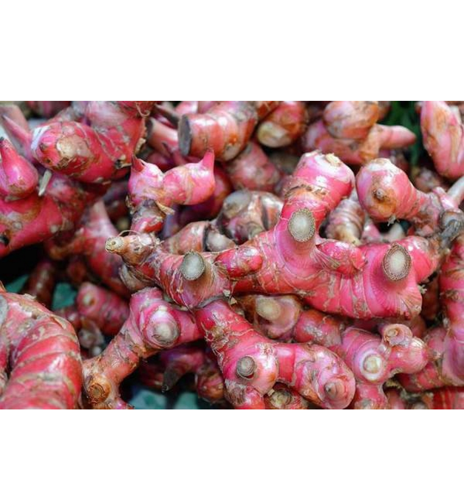 Вьетнам натуральный Galangal свежий корень Galangal лучшее качество для продажи