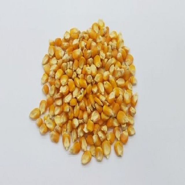 Corn Dried A Grade Yellow Maize For Animal Feed