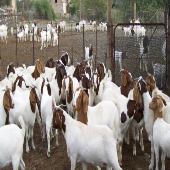 Male and Female Boer Goats for Sale