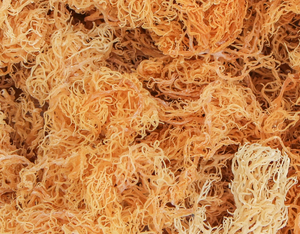 Sea Moss // Cottoni Seamoss IN BULK / Vivian Ha +84 33 88 20 462