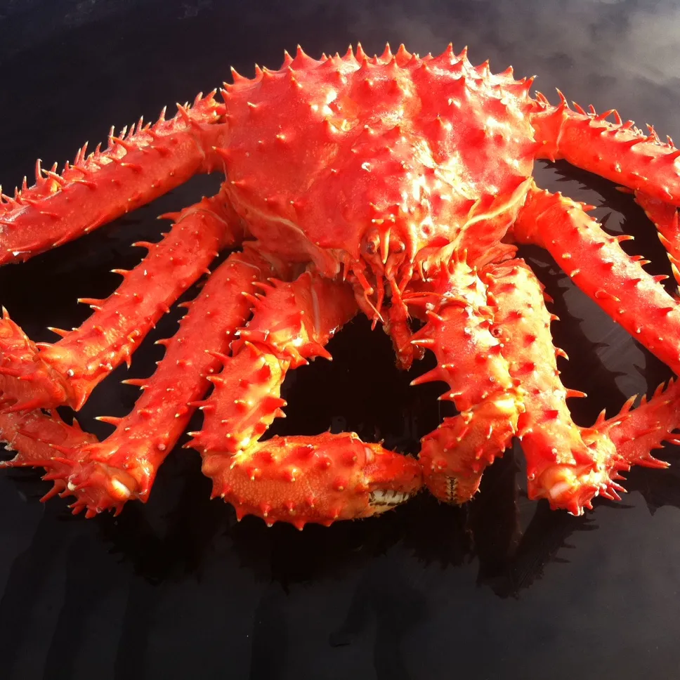king crab Red King Crab Live and Frozen Red king crab for sale