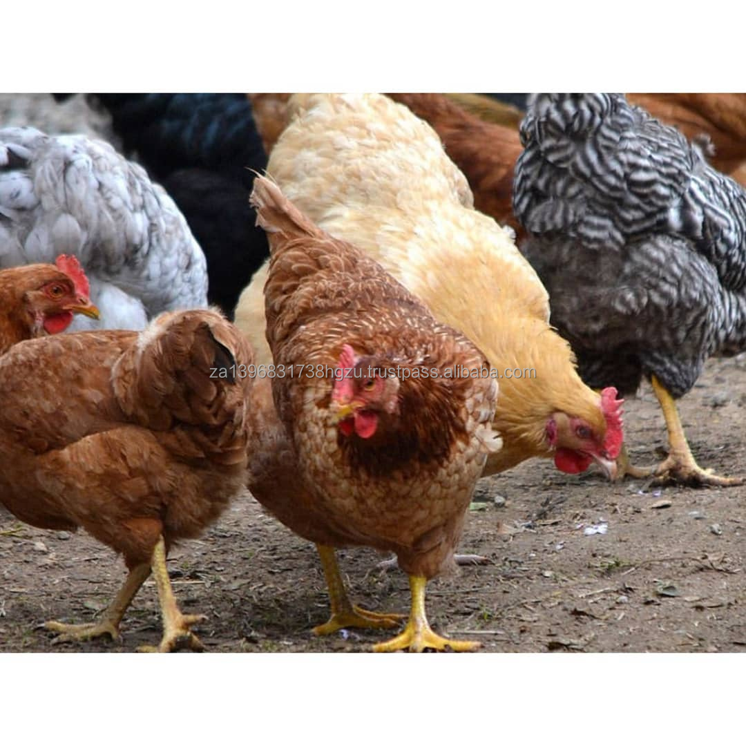Live Fowl Chicken For Sale