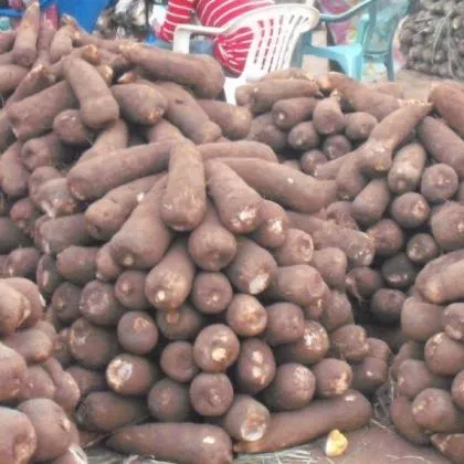 Top Quality Fresh Natural White African Tubers Yam