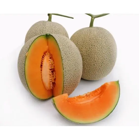 Wholesale Organic Fresh Cantaloupe Melons Healthy Tropical Fruits from Vietnam Best Supplier Contact us for Best Price