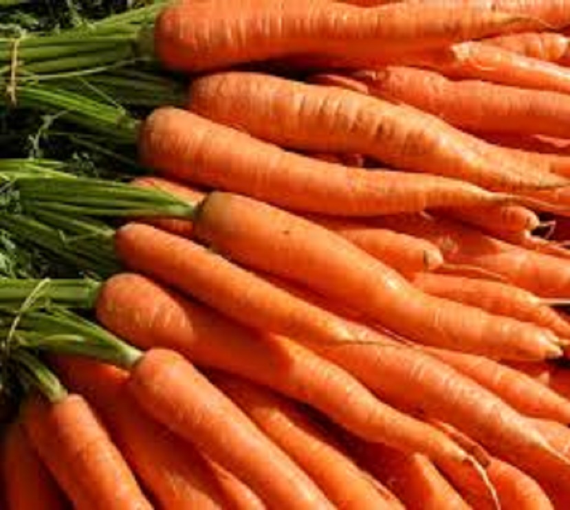Свежие Морковные овощи для продажи