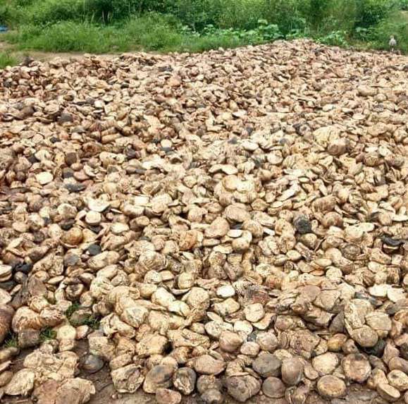 Drc of 72% Rubber Cup Lumps