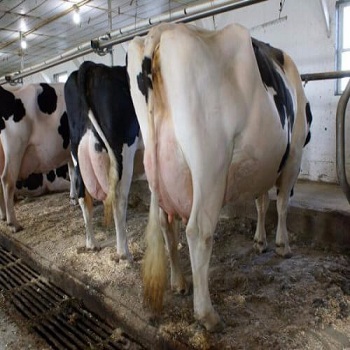 Живые молочные коровы и беременные коровы Holstein готов к экспорту