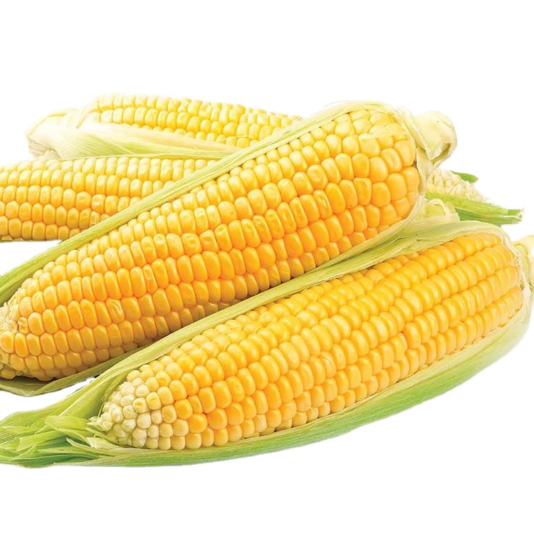 hot Ukranian-Top Selling Yellow Maize/Corn Cheap Price