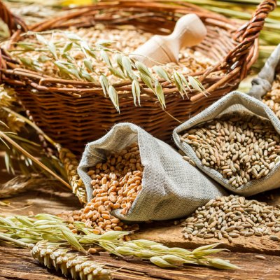 Export Quality Sharbati Wheat 8.5 % Min LTG EXPORTS 12% MAX 1% MAX Fresh from IN;7903232 Hard 99% Organic Cultivation