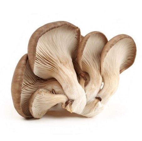 Fresh Mushrooms , Oyster Mushrooms