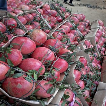 FRESH POMEGRANATES