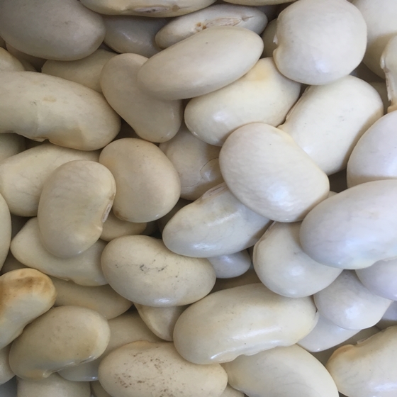 Light speckled kidney bean LSKB Pinto bean butter bean size 200-220pcs