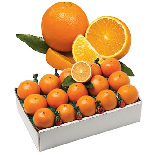 Fresh Valencia/ Fresh Naval Oranges Fresh Orange Fruits