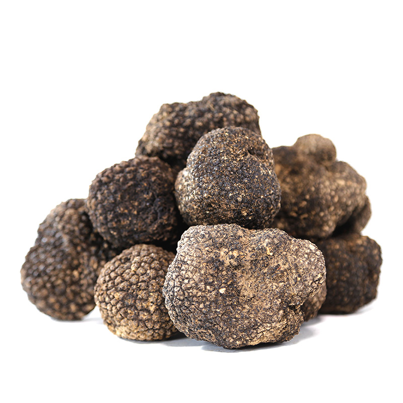 High quality Italian precious Fresh Black Truffles