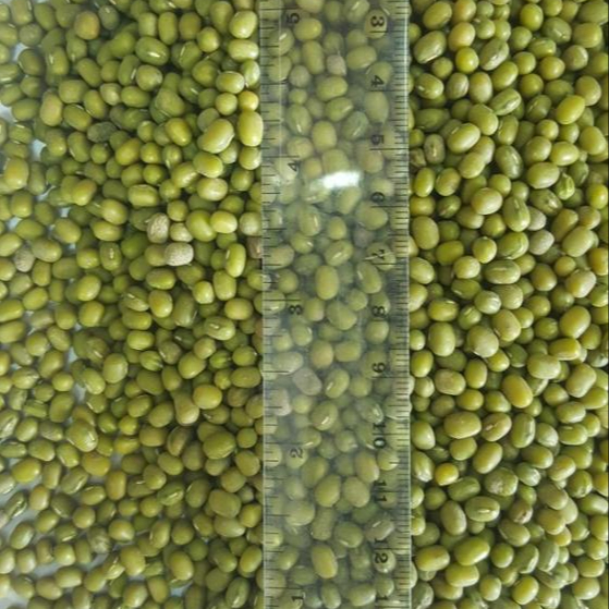 Green Mung Beans / Green Gram /Moong Dal / Vigna Beans Reliable Export
