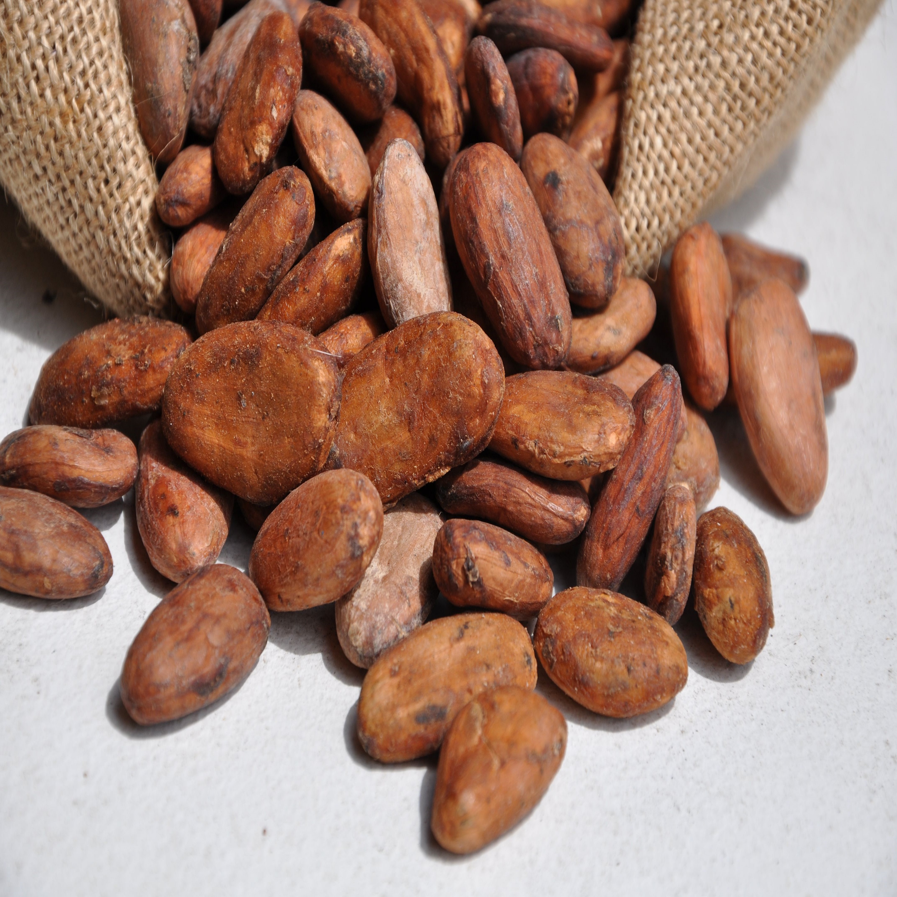 CACAO BEAN ROASTED / Dried Raw Cocoa Beans / Cocoa Beans Ariba Cacao beans