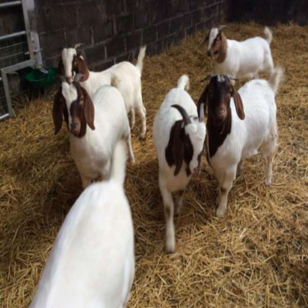 100% Ukraine Full Blood Live Boer Goat For Sale