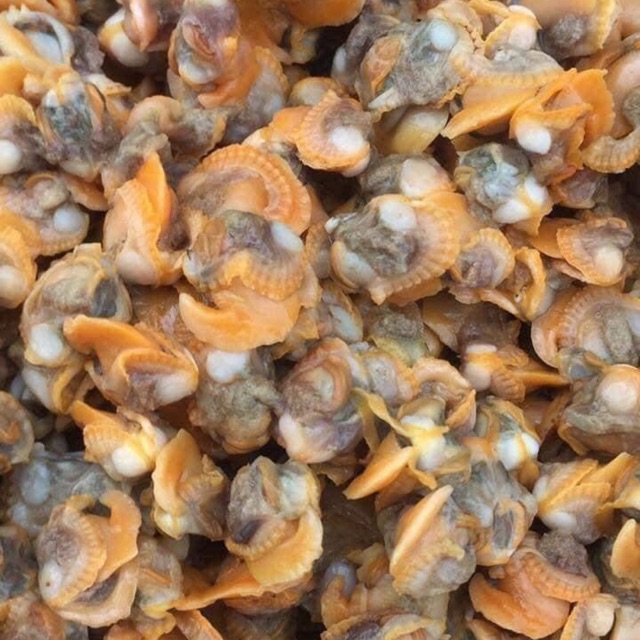 High quality live variegated clams seedlings 2021