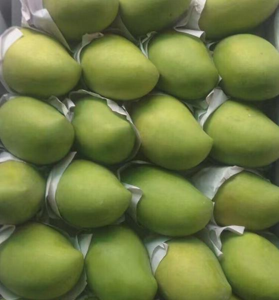 Свежие манго кеитта на продажу