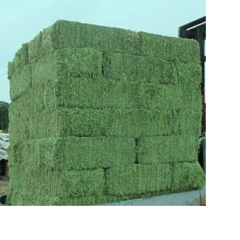 Высококачественные тюки для сенной муки Alfalfa, готовые к экспорту
