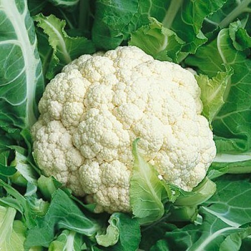 Fresh Cauliflower /100% Natural Good For Health Exporting Viet Nam