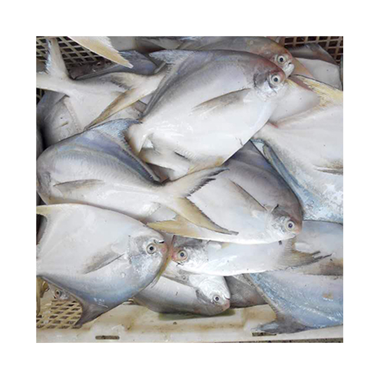 Whole Round Frozen White Silver Pomfret Fish
