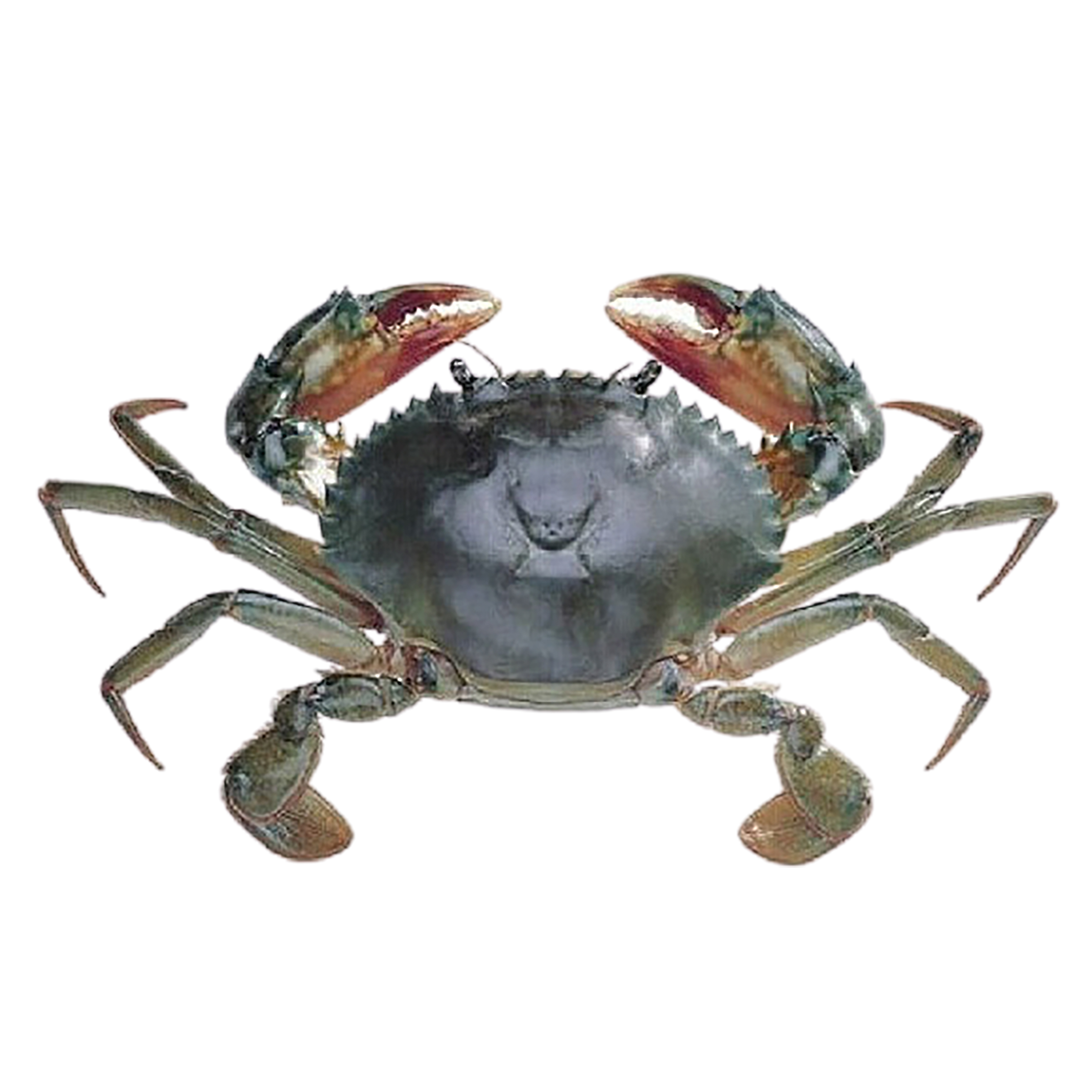 Premium Quality Fresh Crab/ live Mud Crab Red Colour For Seafood