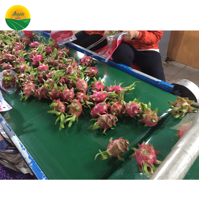 FRESH DRAGON FRUIT WITH BEST PRICE FROM VIET NAM