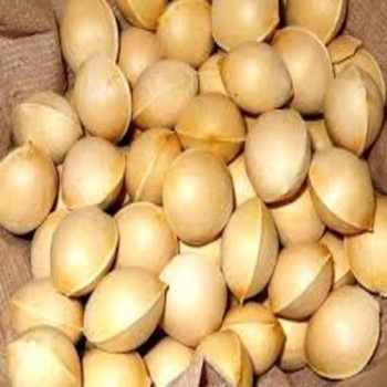 Орех гинкго