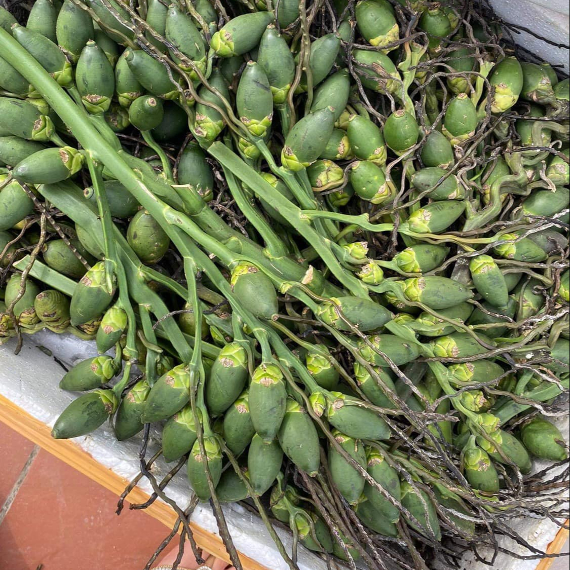 Whole And Spilt Dried Betel Nuts/ Areca nut from Vietnam// Jolene + 84 336089155